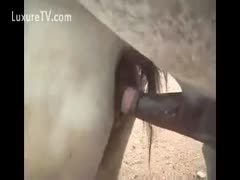 During the breeding season, horses
